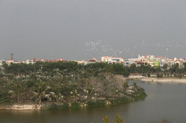 Đảo cò Phố Hiến Hưng Yên nơi đất lành chim đậu